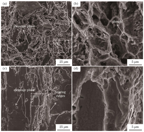 SLM 沿水平与垂直平面成形的Zn试样的拉伸断口形貌。(a)(b)垂直方向;(c)(d)水平方向