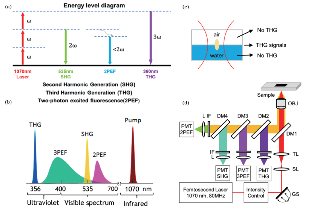 封面三次谐波显微成像精准识别肿瘤细胞
